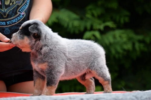 HILLARY - female - 4,5 weeks old